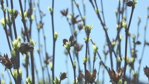 Barely appeared small green leaves. Stock Footage 193335964