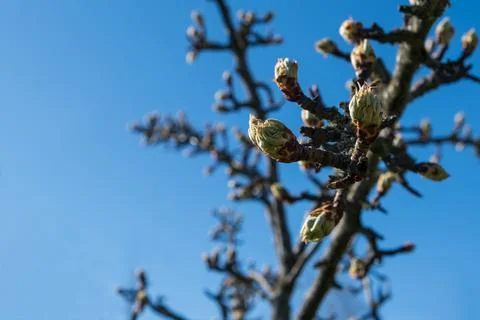 Barely blossoming buds of apple tree flowers against the blue sky and still b 스톡 사진