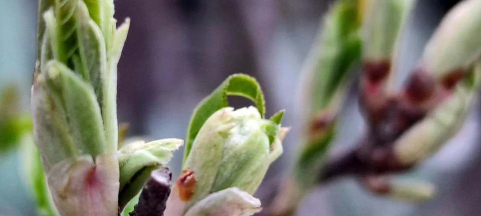 Barely opened buds on an apple tree. Stock Photos