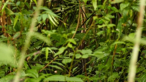 Barely visible coati foraging slowly in dense jungle on the ground Stock Footage 123553132