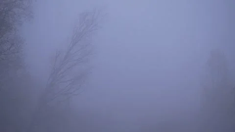 Barely visible shape of trees in autumn fog. Alkhanay National Park, Siberia Stock Footage 269368185
