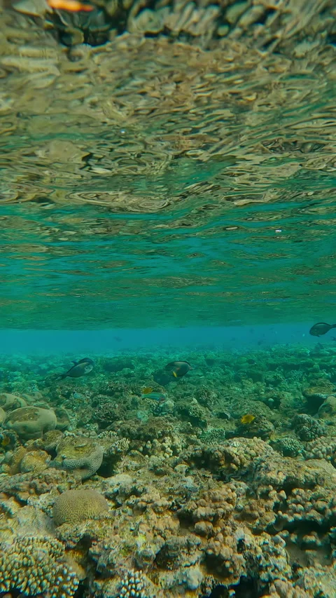 Barely visible under emerald green waves, group of Red Sea Houndfish hiding Stock Footage 332306927