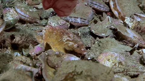 Barents Sea's Vibrant Bottom Scallops and Active Crabs Stock Footage 340482795