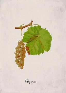Bargine Classic White Wine Grape Variety, Botanical Illustration Stock Illustration