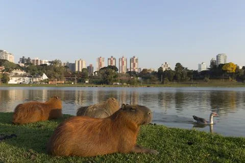 Barigui Park in Curitiba Parana Brazil. Stock Photos