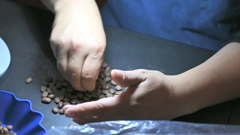 Barista hands selecting high quality coffee beans Stock Footage 347738596