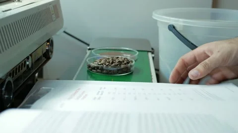 Barista uses roast meter for determination of the roasting level Stock Footage 143869701