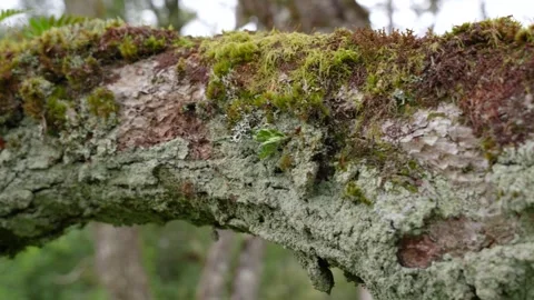 Bark 1 Stock Footage 263142937