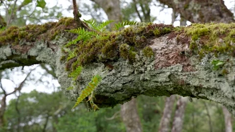 Bark 2 Stock Footage 263142878