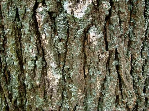 Bark of acacia Stock Photos