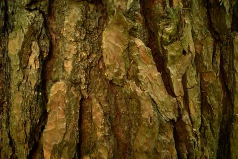 Bark of age pine tree - Pinus sylvestris, pinaceae. Closeup picture. Stock Photos