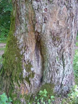 Bark of aged forest oak tree with branch Foto stock