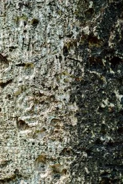 Bark of an ancient tree texture closeup sri lanka Stock Photos