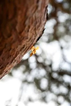 Bark and branch of pine tree Stock Photos