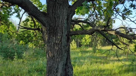 Bark and Branches of Oak Tree in Wild Meadow Stock-Footage 95762071