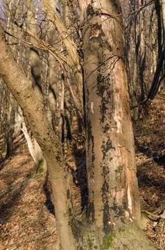 Bark and Branches Stock Photos