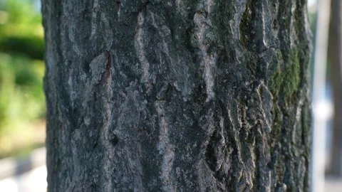 Bark and the complex texture of the natural ginkgo Biloba tree. Stock Footage 314107885