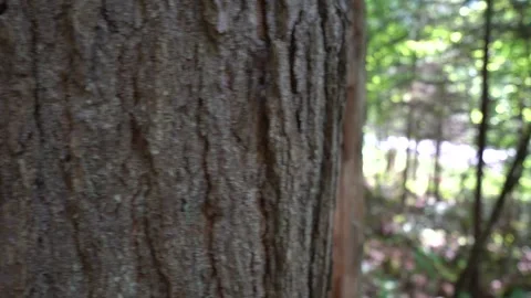 Bark and forest Stock Footage 171343140