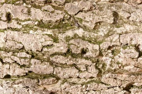 Bark and moss Stock Photos