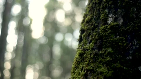 Bark and moss of tree close up with bokeh in forest Stock Footage 167207984