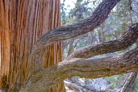 Bark and slender branches on a tree in Lake Arrowhead Stock Photos