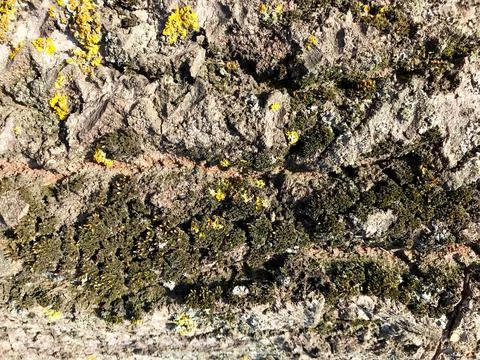 Bark and tree slices Foto stock