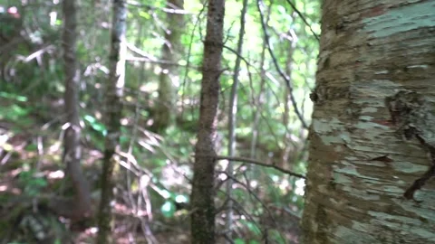 Bark and trees Stockbeeldmateriaal 171343146