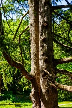 Bark and trunk of old Pine Tree Stock Photos