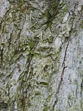 Bark of apple tree, close-up Stock Photos
