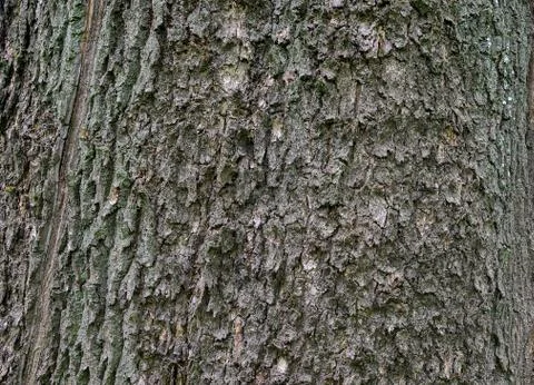 The bark of an ash tree trunk in uniform illumination. Textured background. S Stock Photos