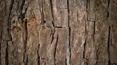 Bark background image. Stock-Fotos