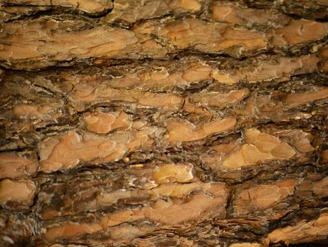 Bark background. Natural pine texture. Stock Photos