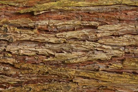 Bark background Stock Photos