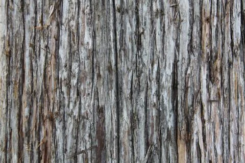 Bark background Stock Photos