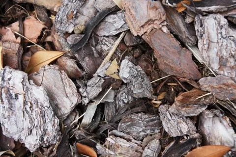 Bark background Stock Photos