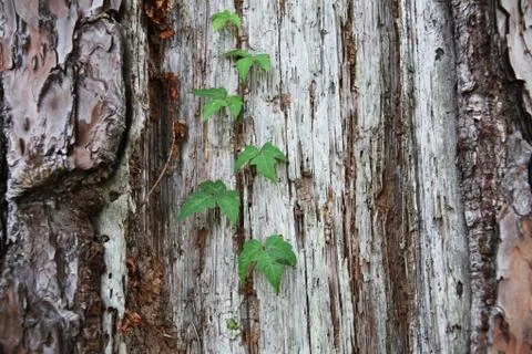 Bark background Stock Photos