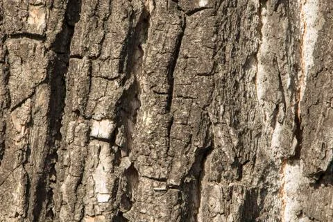 Bark background Stock Photos
