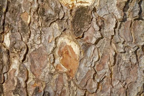 Bark background Foto stock