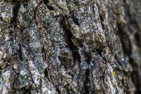 Bark background Stock Photos