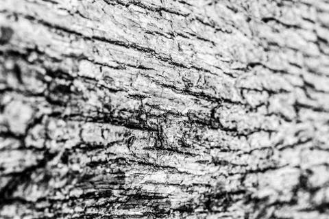 Bark background Stock Photos