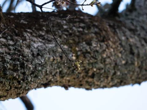 Bark background  Stock Photos