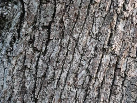 Bark background  Stock Photos