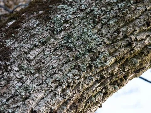 Bark background  Stock Photos