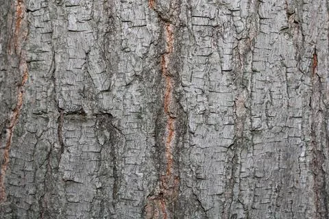Bark background Stock Photos
