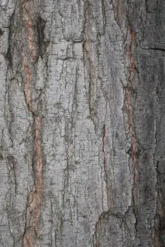 Bark background Stock Photos