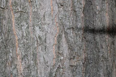 Bark background Stock Photos