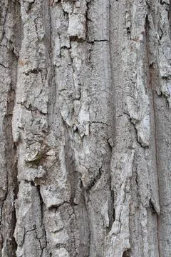 Bark background Stock Photos