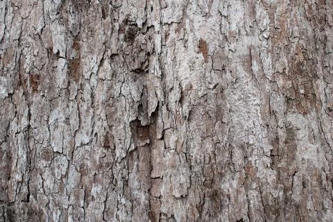Bark background Stock Photos