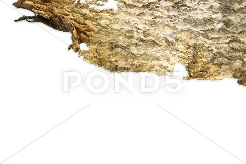 Bark background texture Stock Photos