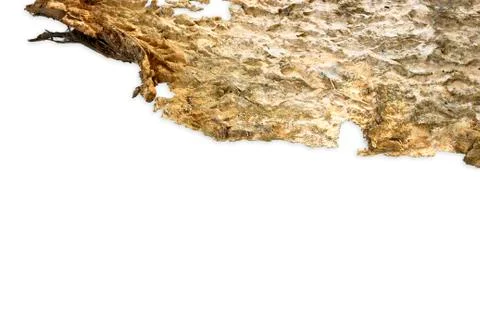 Bark background texture Stock Photos